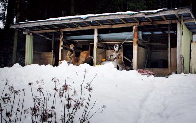 民家の裏手に作られた犬小屋につながれて暮らす2匹。鎖は短く、2匹が体を合わせることはできない。平山さんの姿を見つけると、体を乗り出して喜んだ。雪に囲まれ、水入れの水は凍っていた。写真はすべて福島県飯舘村。2015年1月22日
